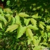 Acer griseum -- Zimt-Ahorn